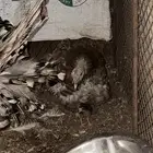 ديك رومي و دجاجه