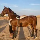 فرس مستورده ايطاليه