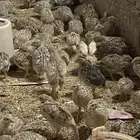 سمان مريعي فري