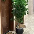 شجر صناعي بجذع طبيعي