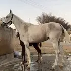فرس ومهر