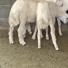 طليان ذبايح