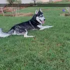 كلاب هاسكي للبيع من إنتاجي