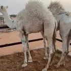 للبيع قعدان قصصب فل شححم وبريه