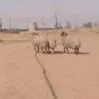 شياة نعيميات حيل( تم البيع )