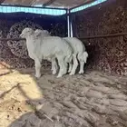 طليان ذبايح