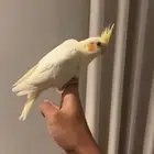 كروان لاتينو اليف