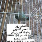 اطيور روز