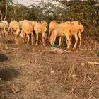 ضان العدد 27 فيها وحده منتوج و15 على وشك ولاده