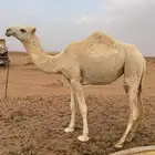 بكره حقه