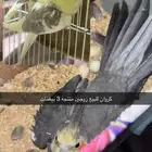 للبيع كروان زوج منتج