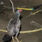 دجاج سندي لا البيع علئ أسوم