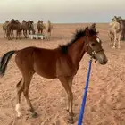 مهر شعبي كفو طبع مع المقهور العمر 5 شهور إلى 6 الصحه شرط