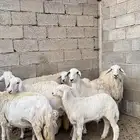 ضان للبيع العدد 7 ثنتين منها متابيع