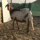 نعجه سواكنيه دافع للبيع