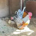 دجاج جبنيز قزم زحفف