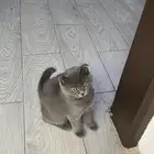 قطه سكوتش فولد