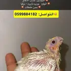 فرخ كروان اصفر