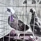 قطايف