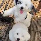 2 كلاب شيواوا