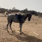 خيل شعبي كفو