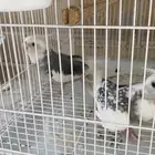 للبيع جوز هولندي كروان او للبدال