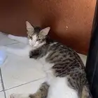 قطوه