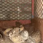 للبيع سمان الموقع الجايزه