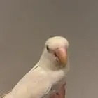 طير روز البينو اليف ((تم البيع))