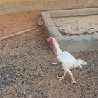 ديك باكستاني للبيع شرط نظيف الموقع حايل السوق الجنوبي