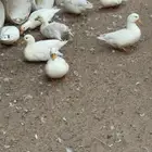 بط صيني