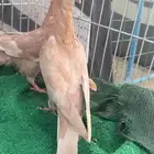 زاجل نوادر