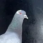 حمام