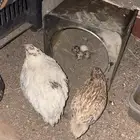 البيع سمان او فري زوج منتج علا شرط