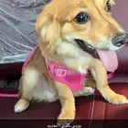 محل هدايا حيوانات كلاب