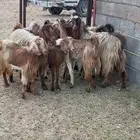 عنقان ولد ودفيع صنف