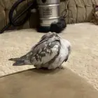 طير كروان يغني و اليف بس اموره تمام