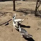 بط ذكر وثنتين اناثي