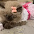 قطه هملايا عمرها 3 شهور واسبوعين متعلمه عالليتر بوكس