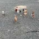 دجاج بلدي