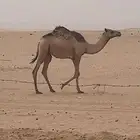قعود هجن