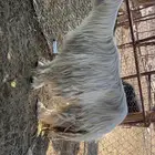 نعجه عيسيه صنف (تم البيع)