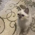 قط هيمالايا للبيع