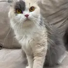 قطط