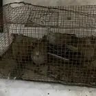 قماري ام الطوق