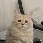 قطه شيرازي للتبني