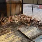 صوص بلدي