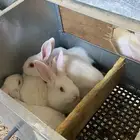 جوز ارنب مع انتاجهم( تم البيع )