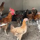 ديك ودجاجه