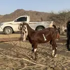 تيس مشروع فحل